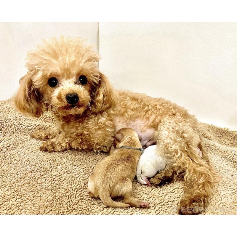 渡部有里ブリーダーの詳細